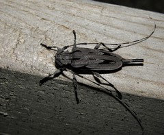 Acanthocinus nodosus