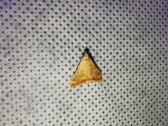 Pyrausta pseudonythesalis