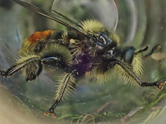 Laphria asturina