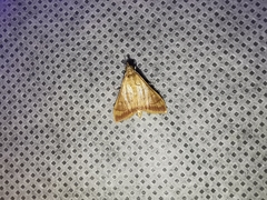 Pyrausta pseudonythesalis