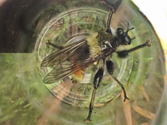 Laphria asturina
