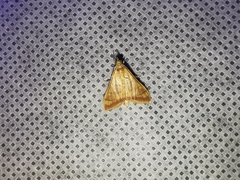 Pyrausta pseudonythesalis