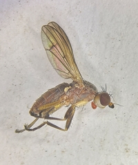 Pherbellia dubia