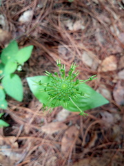 Malaxis brachyrrhynchos