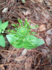 Malaxis brachyrrhynchos