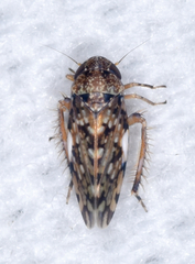 Xestocephalus tessellatus