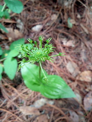 Malaxis brachyrrhynchos