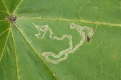 Phytomyza spondylii group