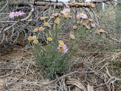 Erigeron argentatus