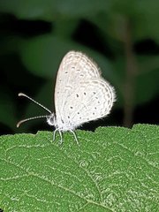 Zizula hylax pygmaea
