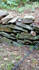 Lacerta trilineata polylepidota