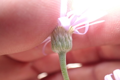 Erigeron argentatus