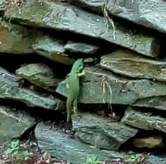 Lacerta trilineata polylepidota