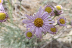 Erigeron argentatus