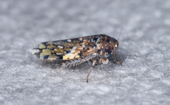 Xestocephalus tessellatus