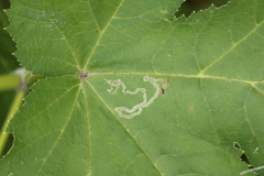 Phytomyza spondylii group