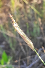 Creoleon lugdunensis