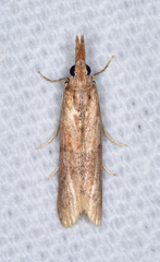 Macrorrhinia endonephele