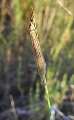 Creoleon lugdunensis