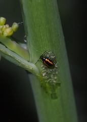 Phyllotreta striolata