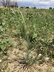 Elymus smithii