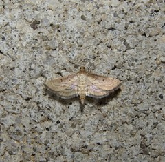 Marasmia trapezalis