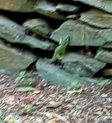 Lacerta trilineata polylepidota