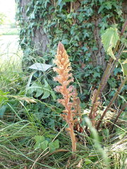 Orobanche hederae