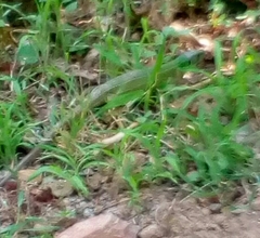 Lacerta trilineata polylepidota