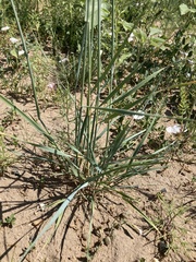 Elymus smithii