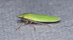 Draeculacephala robinsoni