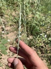 Elymus smithii