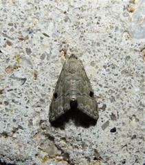 Abablemma brimleyana