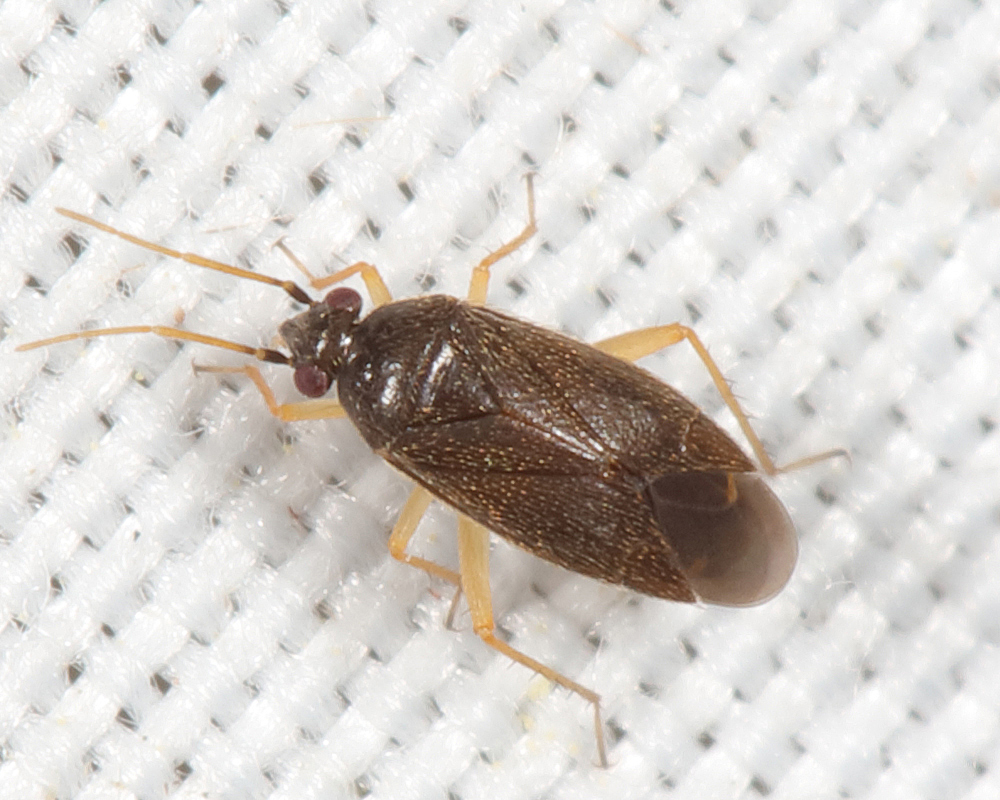 Plagiognathus tsugae