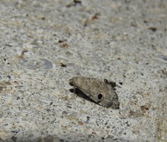 Abablemma brimleyana