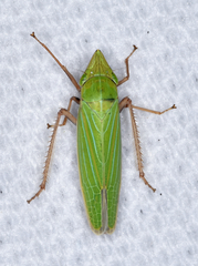 Draeculacephala robinsoni
