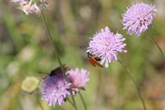 Zygaena rubicundus