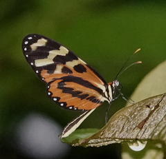 Mechanitis menapis occasiva