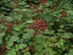 Rubus phoenicolasius