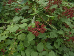 Rubus phoenicolasius
