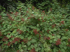 Rubus phoenicolasius