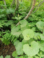 Parasenecio kamtschaticus