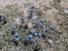 Eryngium dilatatum