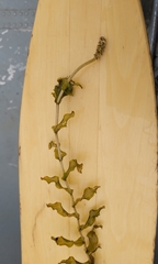Potamogeton richardsonii