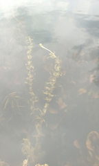 Potamogeton richardsonii