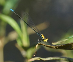Pseudagrion aureofrons