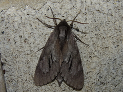 Lapara coniferarum