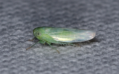 Chlorotettix viridius
