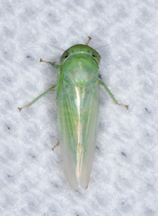 Chlorotettix viridius