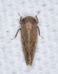 Paraphlepsius continuus